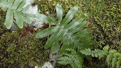 Polypodium macaronesicum azoricum