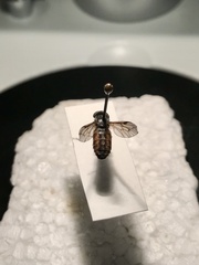 Hybomitra minuscula