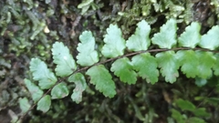 Asplenium azoricum