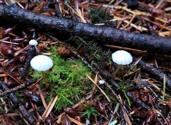 Strobilurus trullisatus