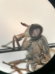 Hybomitra minuscula