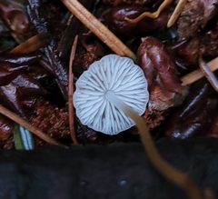 Strobilurus trullisatus