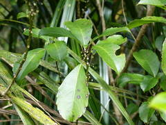 Melicytus macrophyllus