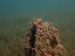 Parablennius tentacularis