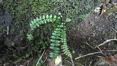 Asplenium azoricum