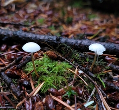 Strobilurus trullisatus