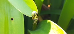 Calligrapha polyspila