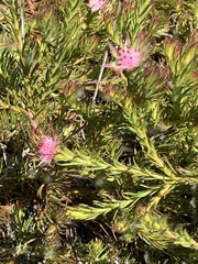 Diastella proteoides