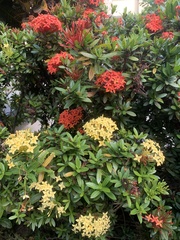 Ixora