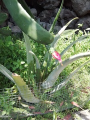 Opuntia karwinskiana