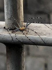 Peucetia rubrolineata