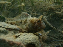 Parablennius tentacularis