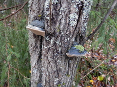 Phellinus igniarius