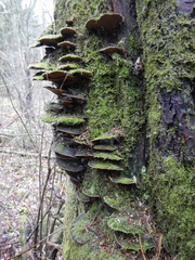 Phellinopsis conchata