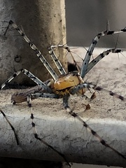 Peucetia rubrolineata