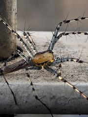 Peucetia rubrolineata
