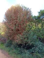 Podocarpus elongatus