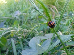 Botanochara angulata