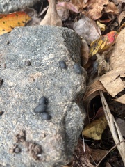 Armadillidium nasatum