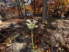 Daucus carota