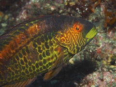 Pteragogus aurigarius