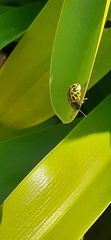 Calligrapha polyspila