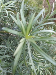Podocarpus elongatus