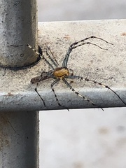 Peucetia rubrolineata