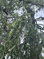 Bolusanthus speciosus