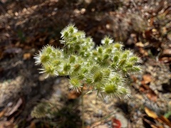 Daucus carota