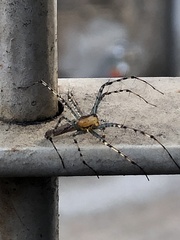 Peucetia rubrolineata