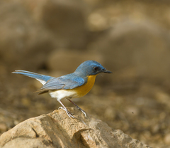 Cyornis tickelliae