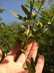 Araujia megapotamica