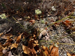 Daucus carota