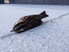 Zonotrichia albicollis