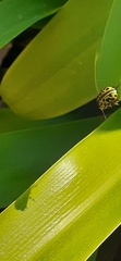 Calligrapha polyspila