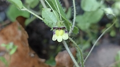 Kickxia elatine elatine