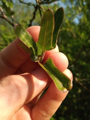 Araujia megapotamica