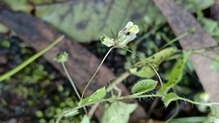 Kickxia elatine elatine