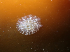 Corambe steinbergae