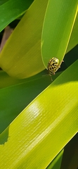 Calligrapha polyspila