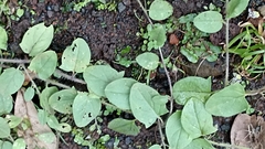 Kickxia elatine elatine