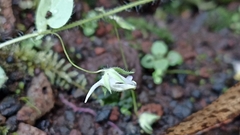 Kickxia elatine elatine