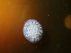 Corambe steinbergae