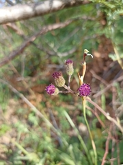 Senecio purpureus