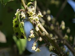 Melicytus macrophyllus