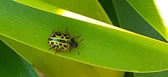 Calligrapha polyspila