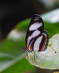 Eresia nauplius plagiata