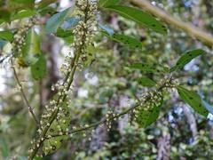 Melicytus macrophyllus