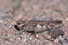 Acrotylus